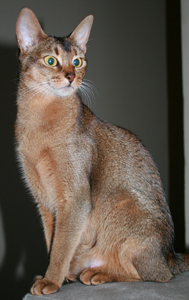 cat