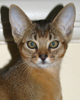 Queen cat