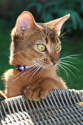 Willow