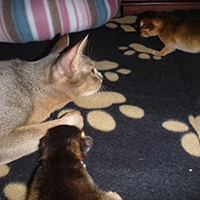 kittens