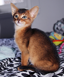 kitten