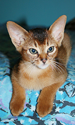 kitten