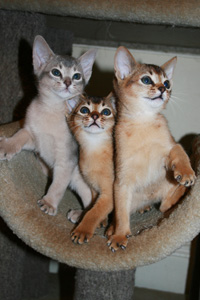 Abyssinian Kittens