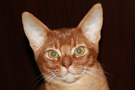 Abyssinian