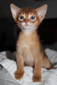 Aby
