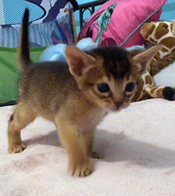 kitten