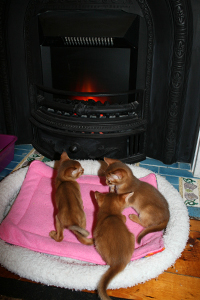 kits