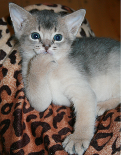 kitten