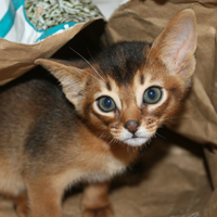 kitten