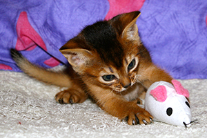 kitten
