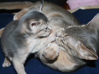 kitten