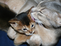 kitten