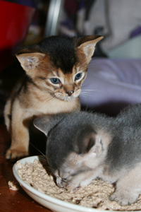 kittens