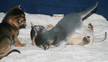 kits