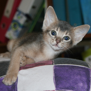kitten