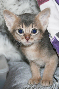 kitten