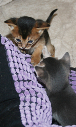 kits