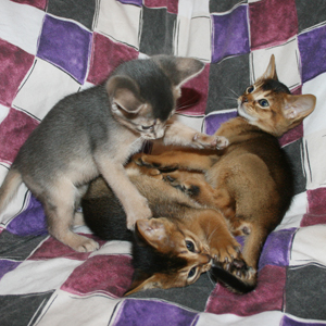 kittens