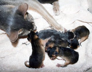 kittens