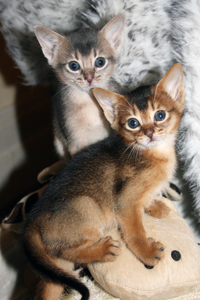 kittens