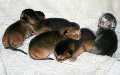 kittens