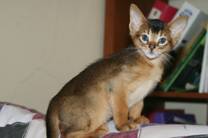 kitten