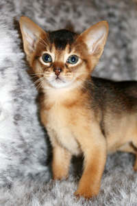 kitten