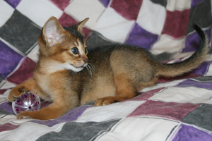 kitten