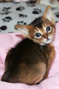 kitten