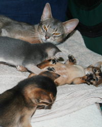 kits