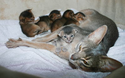 kittens