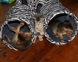 kittens