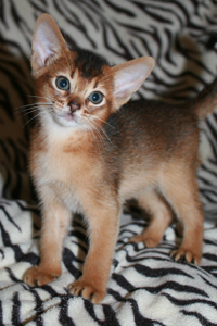 kitten