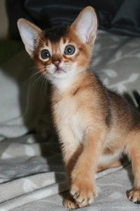 kit