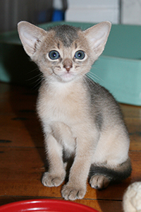 kitten