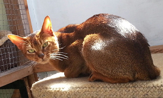 Sunny