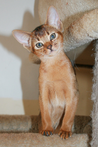 kitten