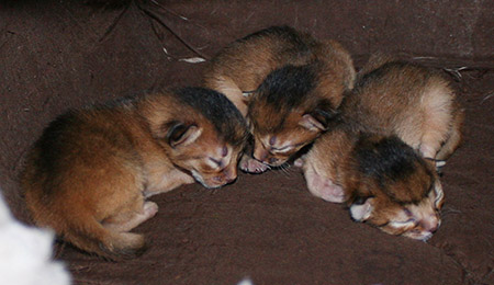 kits