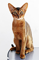 kit