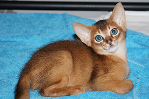 kit