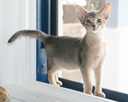 kit