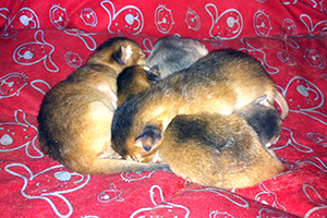 kittens